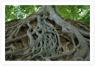 Roots